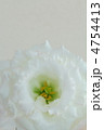 白色のトルコキキョウの花のアップ