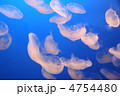 クラゲ クラゲ