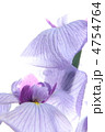 菖蒲