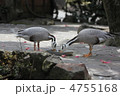 食事中のインドガン