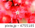 桃の花