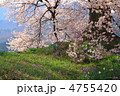桜と花々の共演　王仁塚の桜