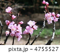 梅の花