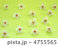 桜の花　グリーンバック