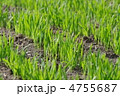 えん麦の栽培