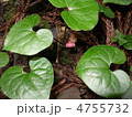 葵の花