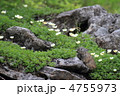 チングルマの花畑とナキウサギ