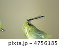 とんぼ