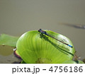 とんぼ