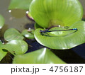 とんぼ