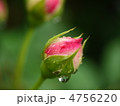 みずみずしいイングリッシュローズの蕾