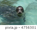 アザラシ