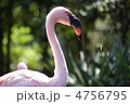 フラミンゴ