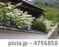 長谷寺のオオデマリ