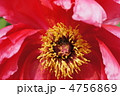 牡丹と蜂