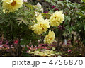 長谷寺の牡丹