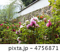 長谷寺の牡丹