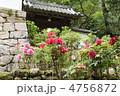 長谷寺の牡丹