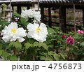 長谷寺の牡丹