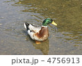 マガモ