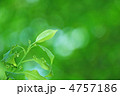 トネリコの新芽　