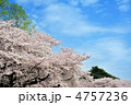 青空とソメイヨシノ