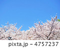 青空とソメイヨシノ
