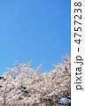 青空とソメイヨシノ