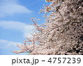 青空とソメイヨシノ