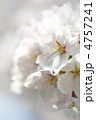 桜のクローズアップ