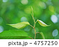 新芽　