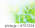 トネリコの新緑