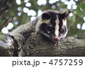ハクビシン