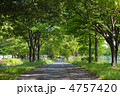 新緑の散策路