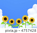 夏イメージ　向日葵