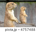 立っているプレーリードッグ 立っているプレーリードッグ