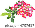 つる薔薇