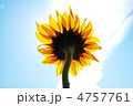 ひまわり