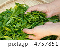 摘みたての新茶