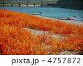 草紅葉・秋の四万十川 草紅葉・秋の四万十川