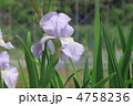 風薫る皐月の花景色