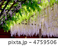 藤の花の競演