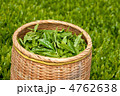 新茶の収穫