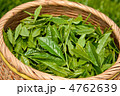 新茶の収穫