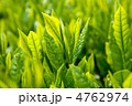 新茶の若芽