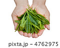 新茶の若芽