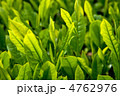 新茶の若芽