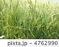 麦畑