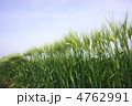 麦畑