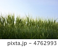 麦畑